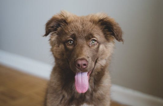 🐾 Loyal Furballs: Elevate Your Pet's Lifestyle with Our Top Picks
